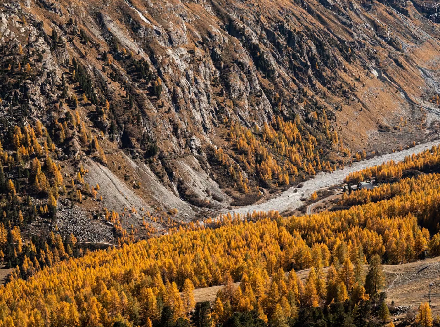 Golden Larch Forest Hike in Bürchen | Guided Swiss Alp Tour - guided hiking tour in switzerland-valaiswallis