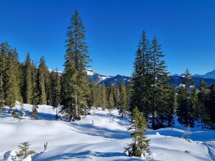 Snowshoeing in Val Surses, Switzerland: 4-Day Tour - guided hiking tour in switzerland-graubnden-valsurses