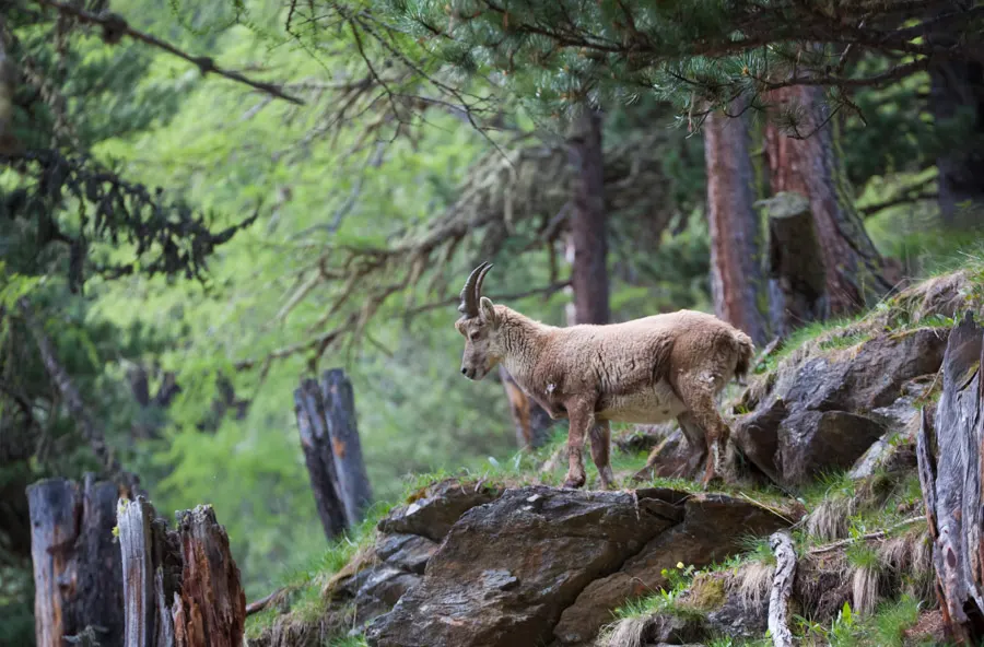 4-day hike in the swiss national park - guided hiking tour in switzerland-graubndengrisons