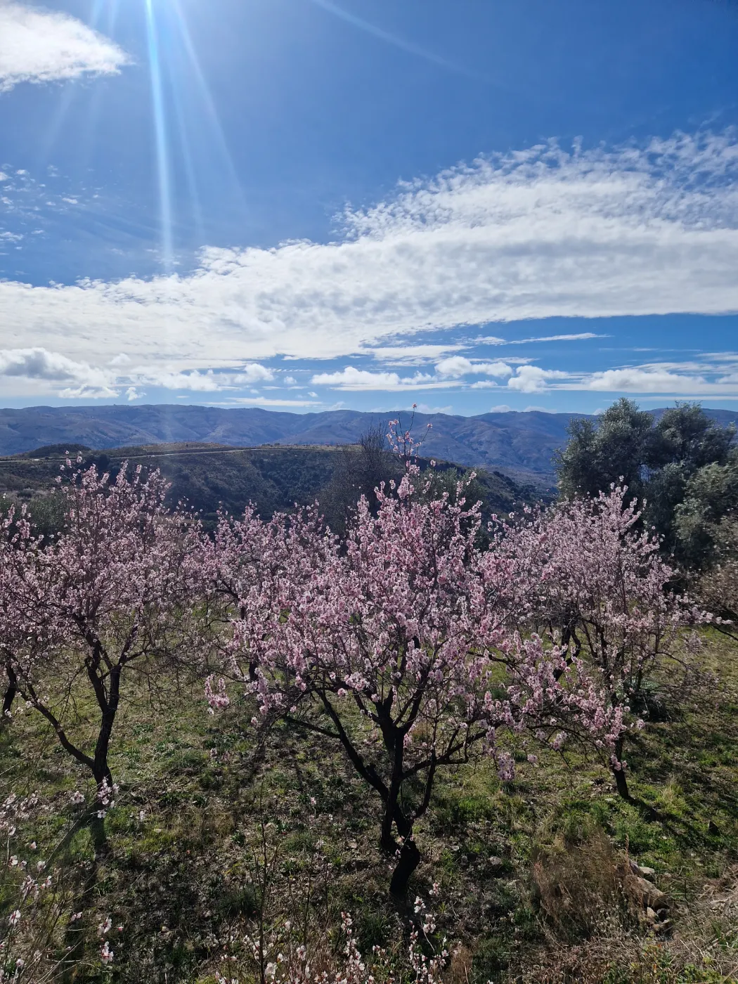 Winter Sunshine Hiking in Blossom - guided hiking tour in spain-sierranevada